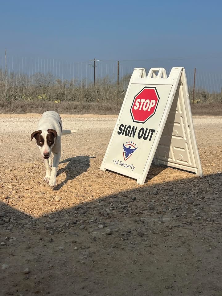 A story about a dog.